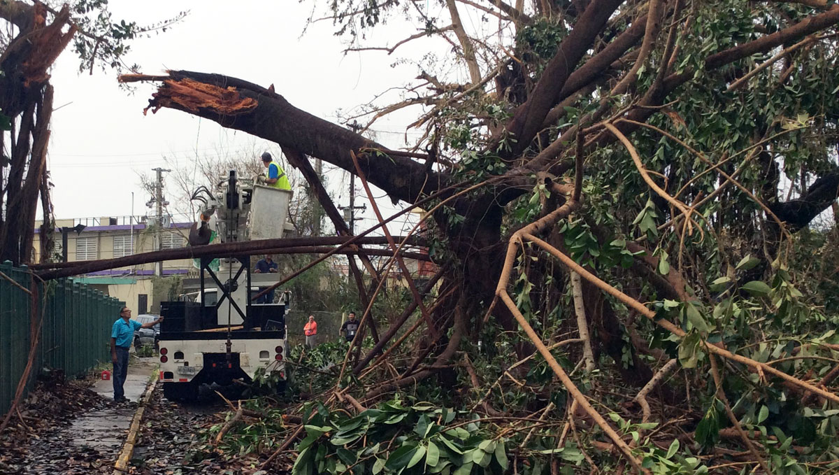 — title missing — Workers in a truck prepare to remove a fallen tree from a street.