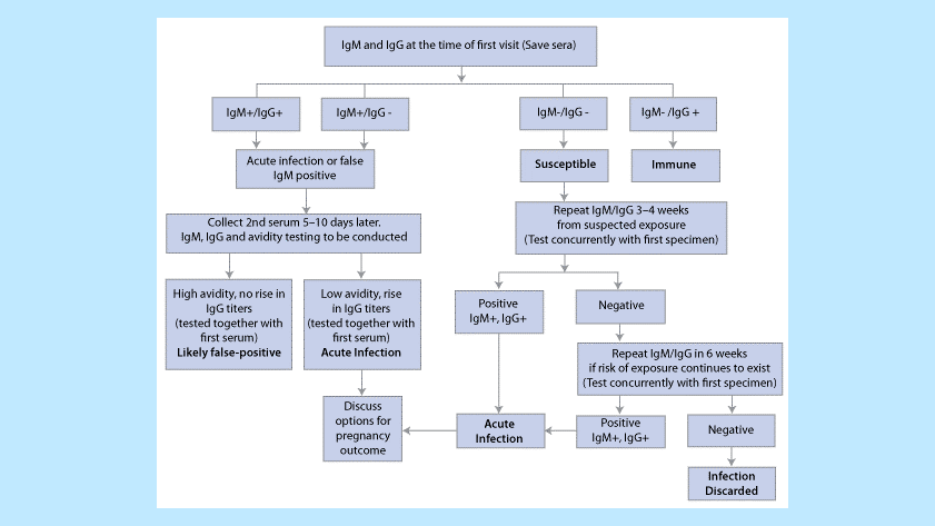 chapt22-figure02.gif Figure 2. Algorithm for serologic evaluation of pregnant women exposed to rubella